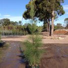 Casuarina cunninghamiana River Oak 100 AU Seeds