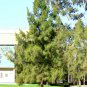 Casuarina cunninghamiana River Oak 100 AU Seeds