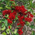 Scotia brachypetala Drunken Parrott 5 AU seeds