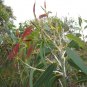 50 AU Seeds Yellow Top Mallee Ash Eucalyptus luehmanniana