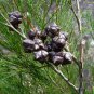 Callitris rhomboidea Port Jackson Pine 50 AU Seeds