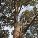 WA Marri Red Gum Corymbia calophylla 10 AU Seeds Fresh