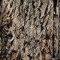 WA Marri Red Gum Corymbia calophylla 10 AU Seeds Fresh