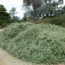 Silver Saltbush Atriplex bunburyana 30 AU Seeds Fresh