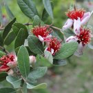 Pineapple Guava Feijoa sellowiana 10 AU Seeds Fresh