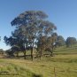 Blue Mallee Gum Eucalyptus Socialis 100 AU Seeds Fresh