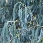 Blue Mallee Gum Eucalyptus Socialis 100 AU Seeds Fresh