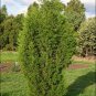 30 AU Seeds Slender Cypress Pine Callitris Preissii