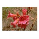 10 AU Seeds White Kurrajong Brachychiton Discolor