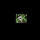 10 AU Seeds Purple Black Passionfruit Passiflora Edulis
