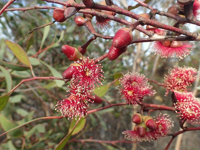 Nodding Gum Eucalyptus cernua 50 AU Seeds Fresh