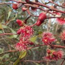 Nodding Gum Eucalyptus cernua 50 AU Seeds Fresh