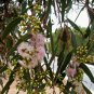 Nodding Gum Eucalyptus cernua 50 AU Seeds Fresh