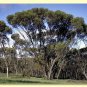Nodding Gum Eucalyptus cernua 50 AU Seeds Fresh