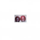 Passiflora Panama Red Purple Passionfruit 10 AU Seeds