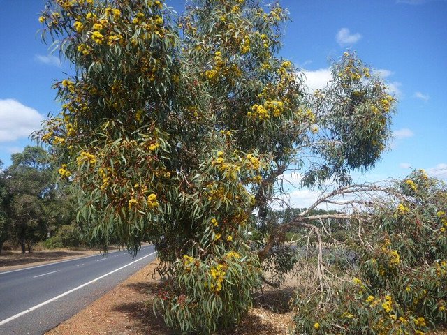 Red Capped Gum Eucalyptus erythrocorys 50 AU Seeds Fresh