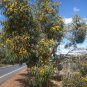 Red Capped Gum Eucalyptus erythrocorys 50 AU Seeds Fresh