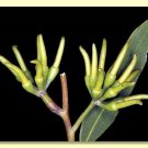 Black Stemmed Mallee Eucalyptus arachnaea 50 AU Seeds Very Fresh