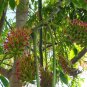 30 AU Seeds Pink Cedar Acrocarpus Fraxinifolius
