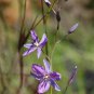 Chocolate Lily Arthropodium strictum 20 AU Seeds Fresh