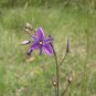 Chocolate Lily Arthropodium strictum 20 AU Seeds Fresh