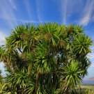 10 AU Seeds Three Kings Cabbage Tree Cordyline kasper