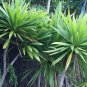 10 AU Seeds Three Kings Cabbage Tree Cordyline kasper