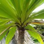 10 AU Seeds Three Kings Cabbage Tree Cordyline kasper