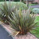 40 AU Seeds New Zealand Flax Phormium tenax