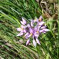 Purple Tassel Lily Sowerbaea laxiflora 10 AU Seeds Fresh