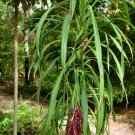 10 AU Seeds Narrow Leaved Palm Lily Cordyline stricta