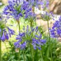 50 AU Seeds Blue Africian Lily Agapanthus orientalis