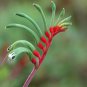 30 AU Seeds Red Green Kangaroo Paw Anigozanthos manglesii