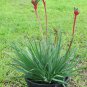 30 AU Seeds Red Green Kangaroo Paw Anigozanthos manglesii