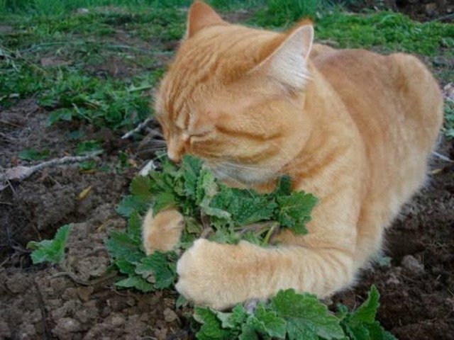 2 PIECE HAPPY CAT PACK CATNIP CATGRASS NUTRITION DIGESTION RELAXANT 360 SEEDS