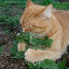 2 PIECE HAPPY CAT PACK CATNIP CATGRASS NUTRITION DIGESTION RELAXANT 360 SEEDS