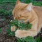 2 PIECE HAPPY CAT PACK CATNIP CATGRASS NUTRITION DIGESTION RELAXANT 360 SEEDS