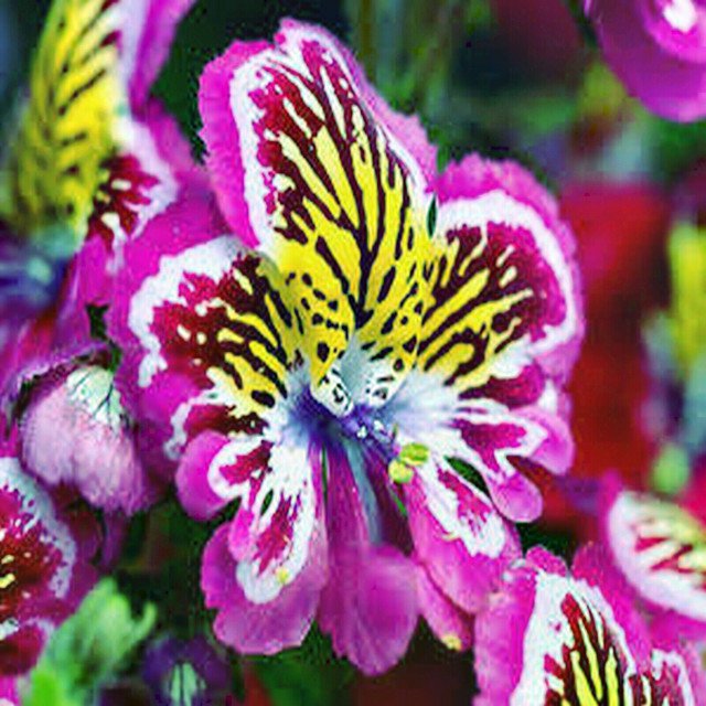 150 AU SEEDS SCHIZANTHUS ANGEL WINGS MIXED COLOUR ORCHID LIKE MASS ...