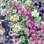 150 AU SEEDS SCHIZANTHUS ANGEL WINGS MIXED COLOUR ORCHID LIKE MASS FLOWERING