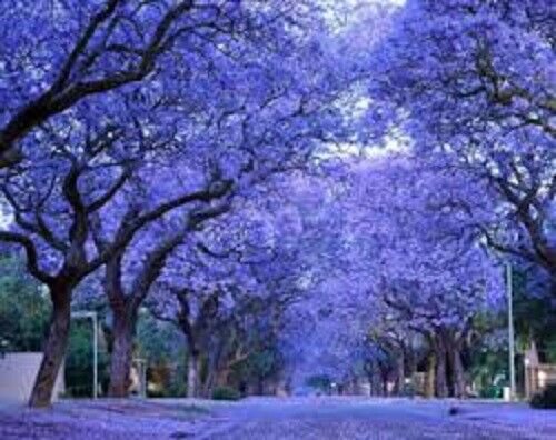 JACARANDA MIMOSIFOLIA TREE BRIGHT BLUE TRUMPET SHAPED FLOWERS HARDY 25 AU SEEDS