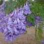 JACARANDA MIMOSIFOLIA TREE BRIGHT BLUE TRUMPET SHAPED FLOWERS HARDY 25 AU SEEDS