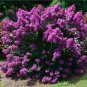 25 AU SEEDS PURPLE FLOWERING CREPE MYRTLE LAGERSTROEMIA HARDY SHRUB SMALL TREE