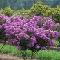 25 AU SEEDS PURPLE FLOWERING CREPE MYRTLE LAGERSTROEMIA HARDY SHRUB SMALL TREE