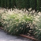 60 AU SEEDS FOUNTAIN GRASS PENNISETUM ALOPECUROIDES ORNAMENTAL