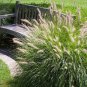 60 AU SEEDS FOUNTAIN GRASS PENNISETUM ALOPECUROIDES ORNAMENTAL
