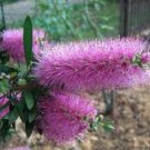 1500 AU SEEDS PURPLE SPLENDOUR BOTTLEBRUSH CALLISTEMON NATIVE SHRUB HIGHLY TOLERANT