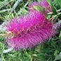 1500 AU SEEDS PURPLE SPLENDOUR BOTTLEBRUSH CALLISTEMON NATIVE SHRUB HIGHLY TOLERANT