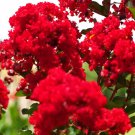 25 AU SEEDS RED FLOWERING CREPE MYRTLE  LAGERSTROEMIA INDICA SHRUB SMALL TREE