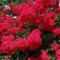 25 AU SEEDS RED FLOWERING CREPE MYRTLE LAGERSTROEMIA INDICA SHRUB SMALL TREE