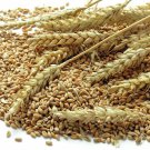 WHEAT TRITICUM AESTIVUM GRAIN 200 AU SEEDS WHOLEGRAIN
